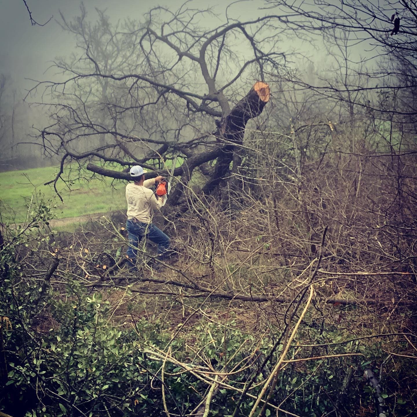 Residential Tree Removal by Oscar’s in Hewitt, TX