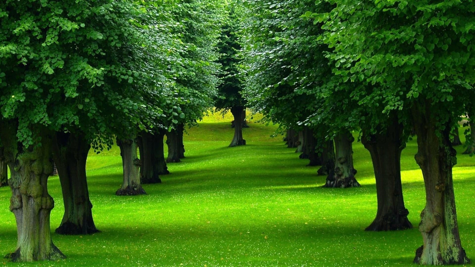 Commercial Landscaping by Oscar’s in Belton, TX