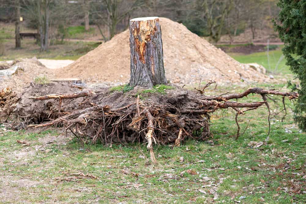Stump Removal by Oscar’s in Belton, TX
