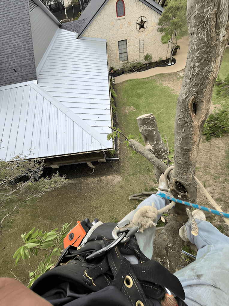 Tree Trimming by Oscar’s in Belton, TX