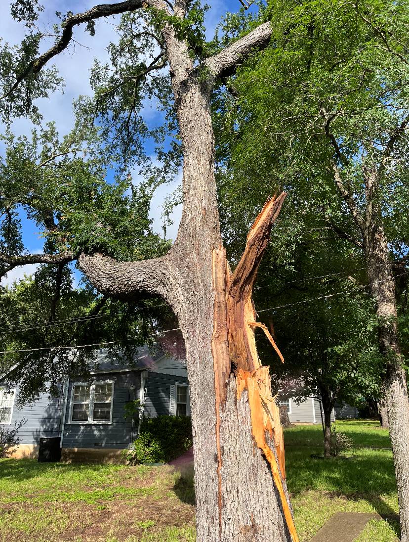 Cedar Elm Tree Removal service
