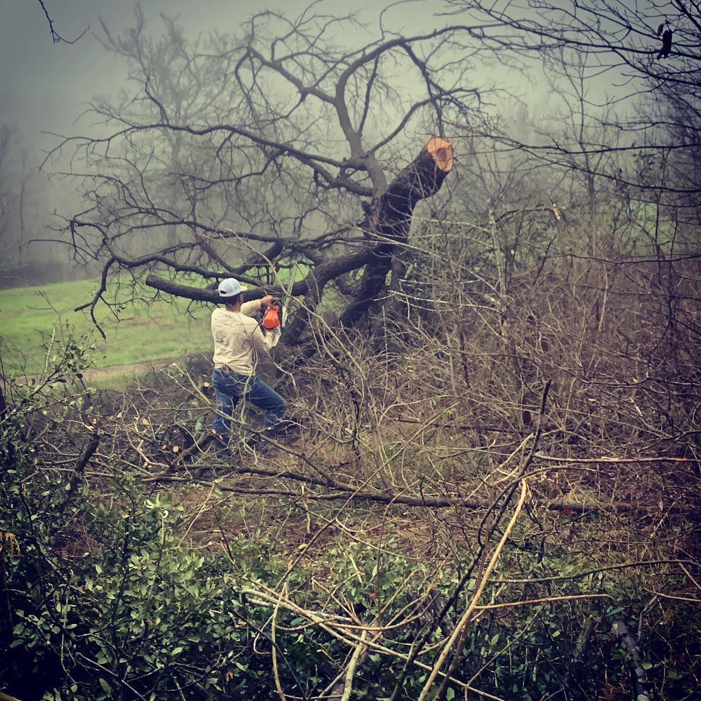 Magnolia Market Tree Clearing service